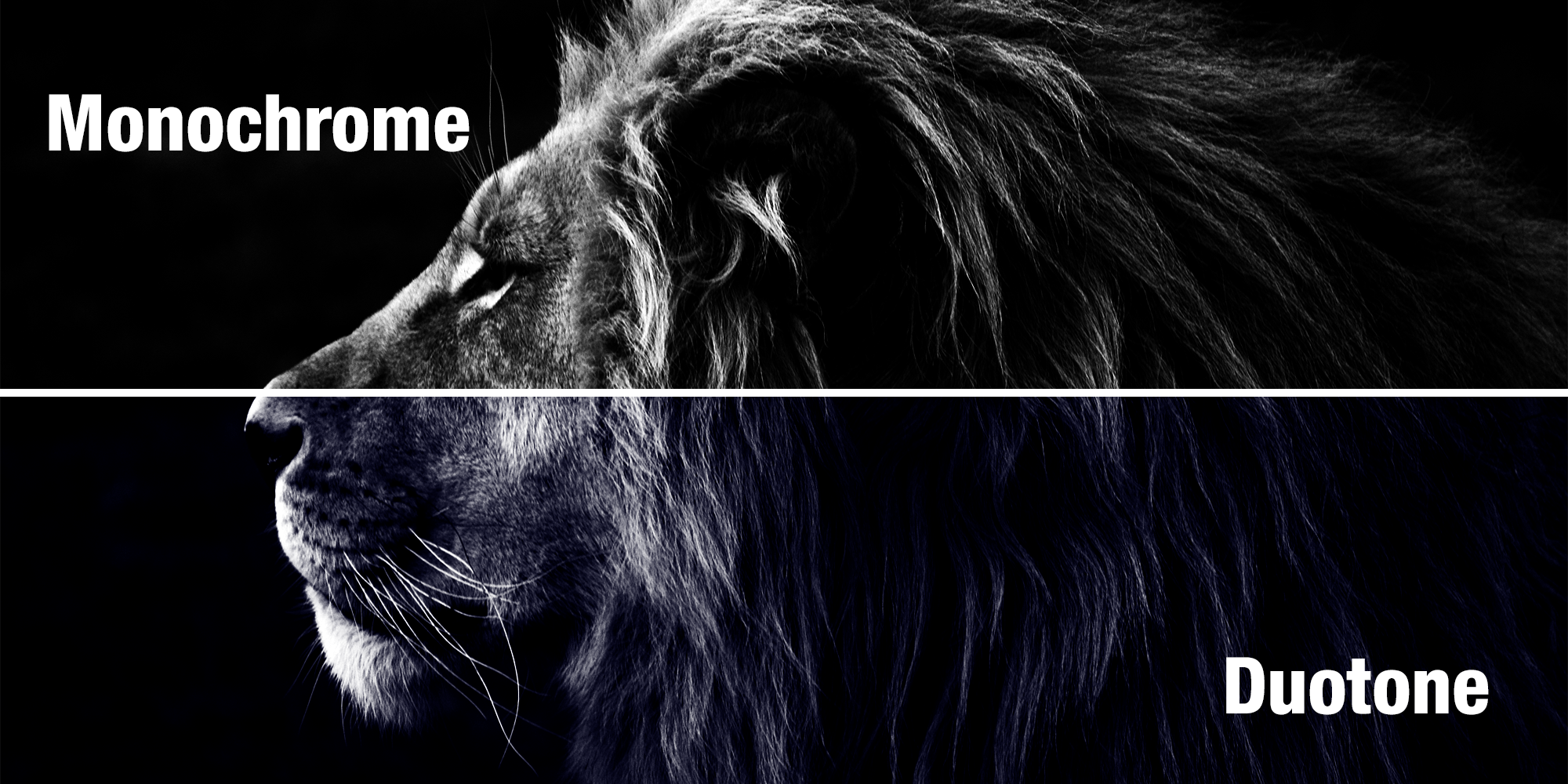 Monochrome & Duotone Design